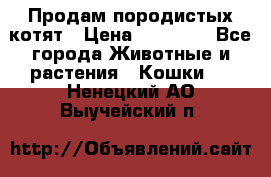 Продам породистых котят › Цена ­ 15 000 - Все города Животные и растения » Кошки   . Ненецкий АО,Выучейский п.